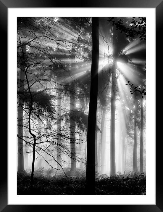Sunlight in the Forest Framed Mounted Print by Ceri Jones
