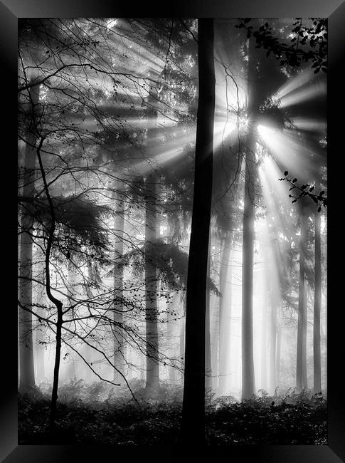 Sunlight in the Forest Framed Print by Ceri Jones
