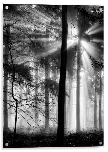 Sunlight in the Forest Acrylic by Ceri Jones