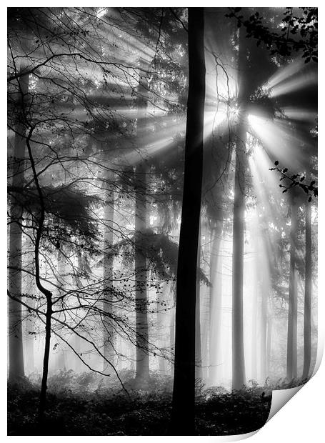 Sunlight in the Forest Print by Ceri Jones