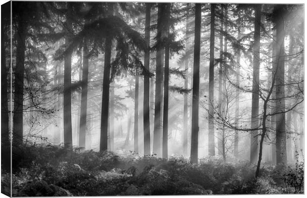 Misty morning woodlands Canvas Print by Ceri Jones
