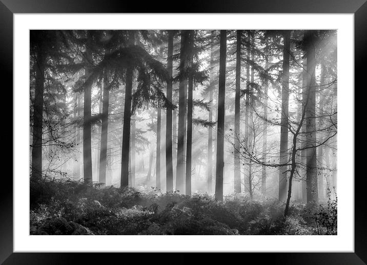 Misty morning woodlands Framed Mounted Print by Ceri Jones