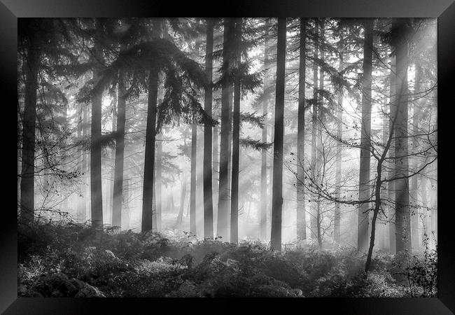 Misty morning woodlands Framed Print by Ceri Jones