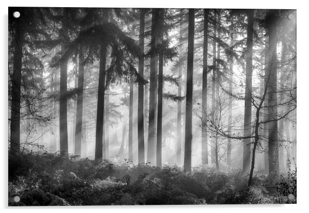 Misty morning woodlands Acrylic by Ceri Jones