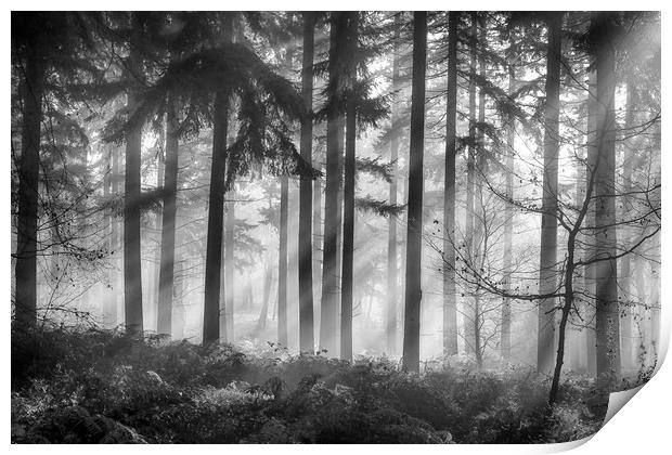Misty morning woodlands Print by Ceri Jones