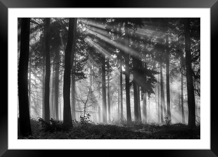 Woodland Light Framed Mounted Print by Ceri Jones