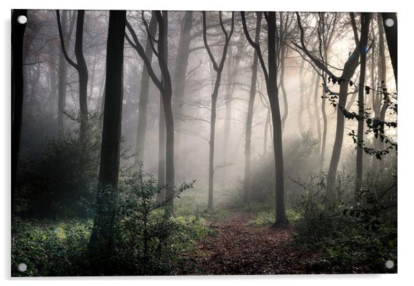Misty Woodlands Acrylic by Ceri Jones
