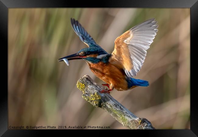 Kingfisher Landing with a fish. Framed Print by GadgetGaz Photo