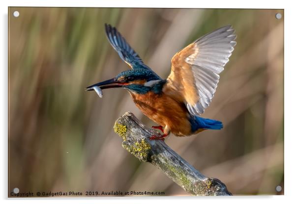 Kingfisher Landing with a fish. Acrylic by GadgetGaz Photo