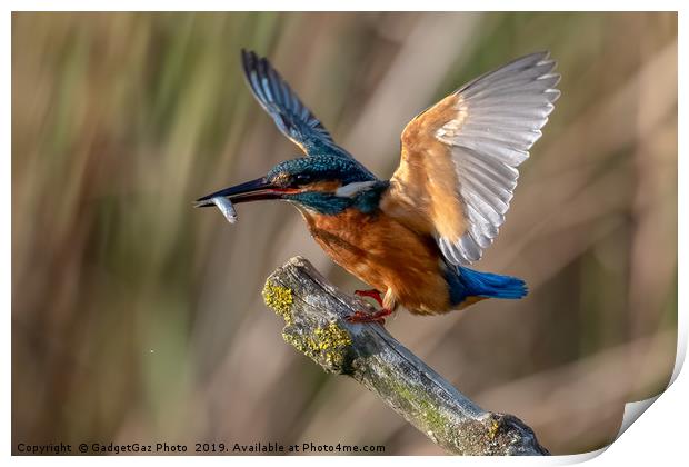 Kingfisher Landing with a fish. Print by GadgetGaz Photo