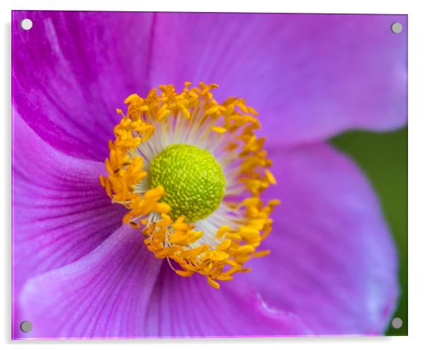 Japanese Anemone Flower Acrylic by Chris Dorney