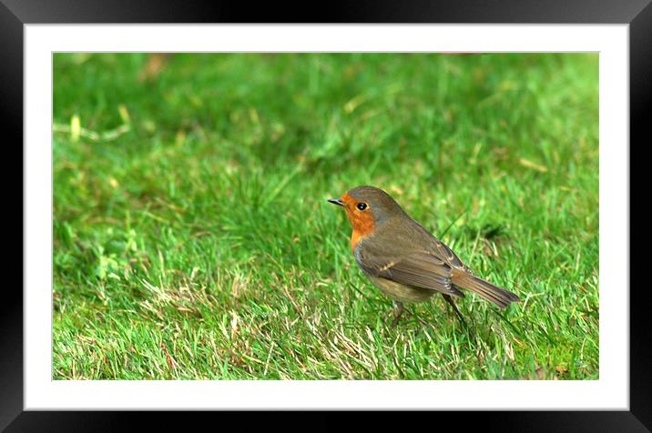 Robin Framed Mounted Print by Chris Day