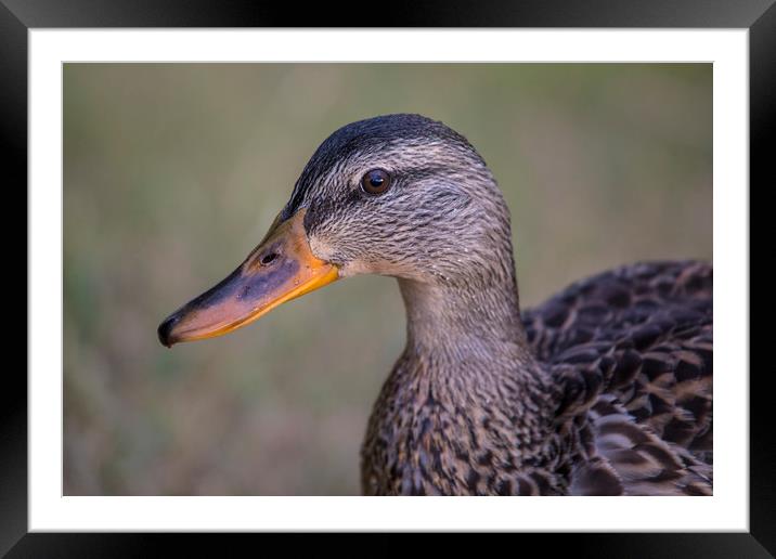 Duck Framed Mounted Print by Chris Dorney
