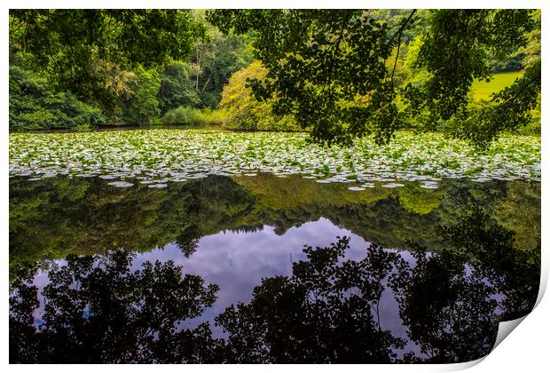 Lily Lake at Canonteign in Devon Print by Chris Dorney