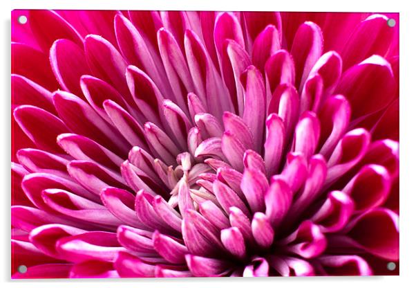 Chrysanthemum Acrylic by David Blake