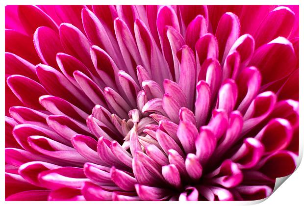 Chrysanthemum Print by David Blake