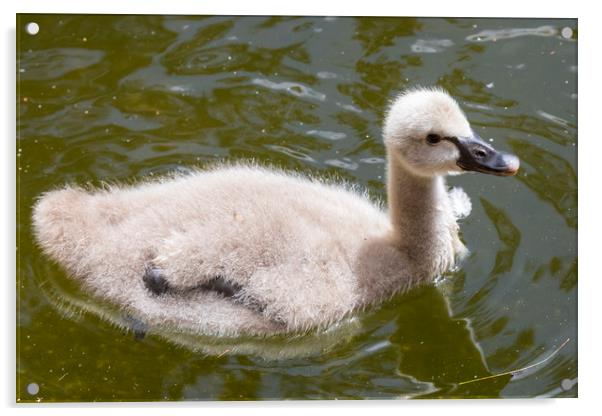 Baby Swan Acrylic by Chris Dorney
