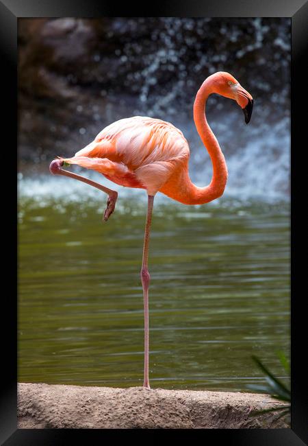Flamingo Framed Print by Chris Dorney