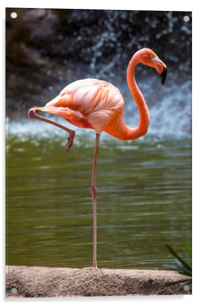 Flamingo Acrylic by Chris Dorney