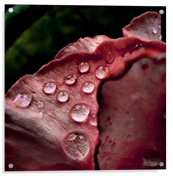 summer rain Acrylic by Heather Newton