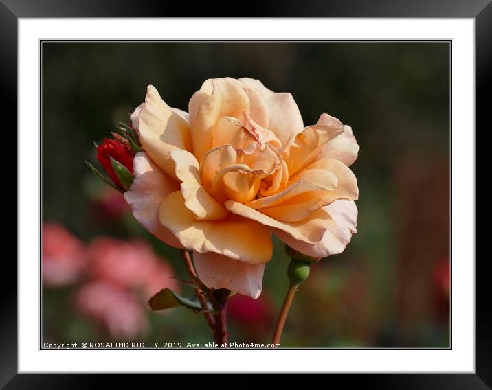 "Perfect Peach " Framed Mounted Print by ROS RIDLEY