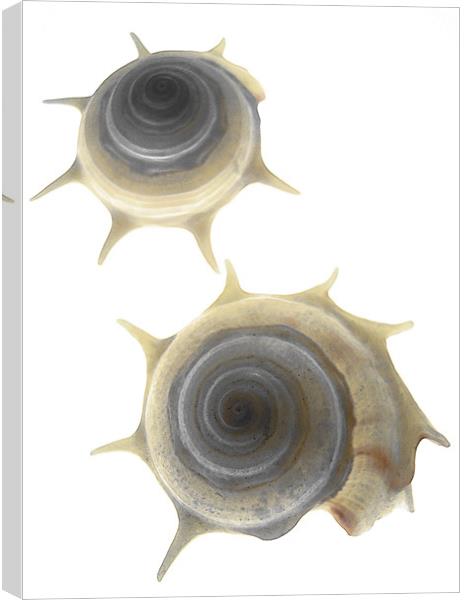 two seashells Canvas Print by Heather Newton