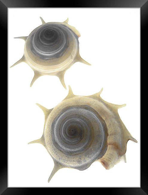 two seashells Framed Print by Heather Newton