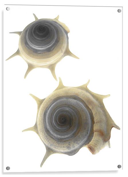 two seashells Acrylic by Heather Newton