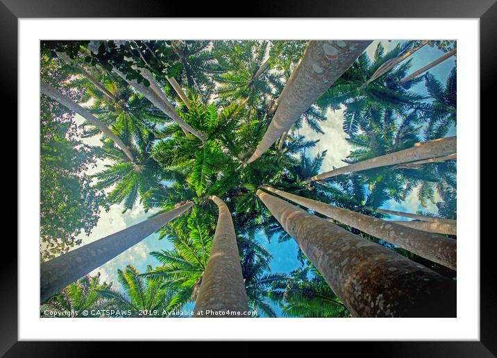 ROYAL PALMS Framed Mounted Print by CATSPAWS 