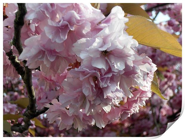 Cherry Blossom Print by Sheryl Brown