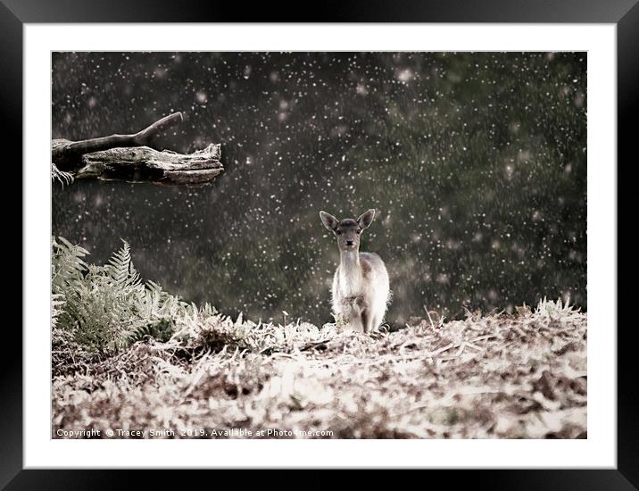 Fallow Deer in the Snow Framed Mounted Print by Tracey Smith