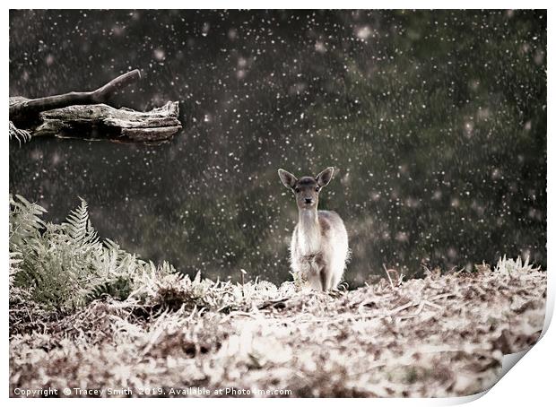 Fallow Deer in the Snow Print by Tracey Smith