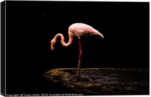  Caribbean Flamingo Canvas Print by Tracey Smith