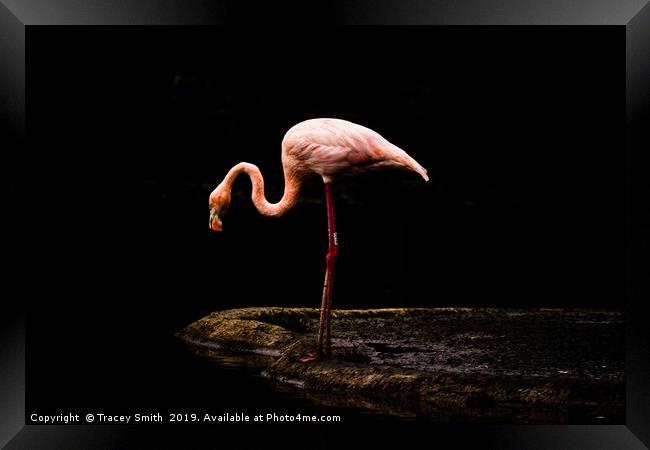  Caribbean Flamingo Framed Print by Tracey Smith