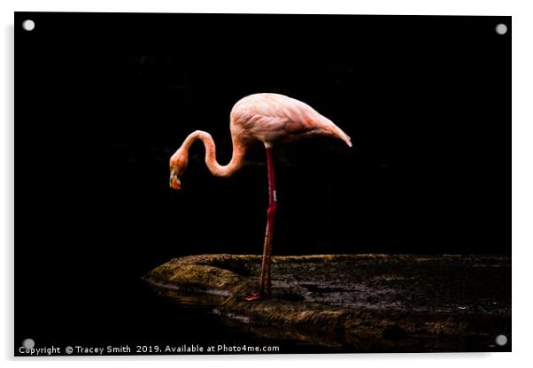  Caribbean Flamingo Acrylic by Tracey Smith