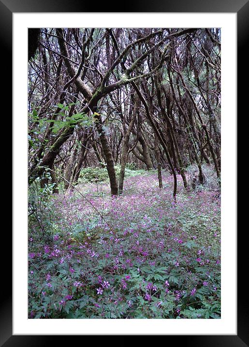 Lavender Woods on Lagomera Island Framed Mounted Print by JEAN FITZHUGH