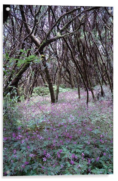 Lavender Woods on Lagomera Island Acrylic by JEAN FITZHUGH