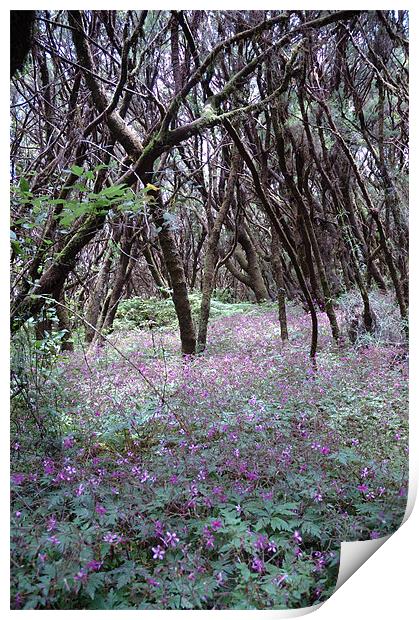 Lavender Woods on Lagomera Island Print by JEAN FITZHUGH