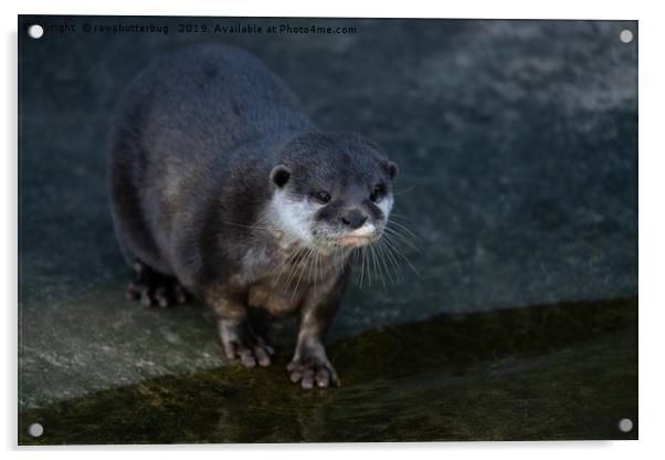 Asian Short Clawed Otter Acrylic by rawshutterbug 