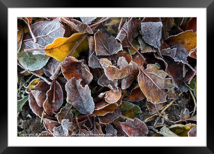 Frost Coated Leaves, UK Framed Mounted Print by David Forster