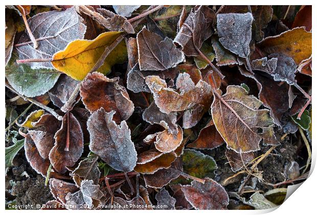 Frost Coated Leaves, UK Print by David Forster