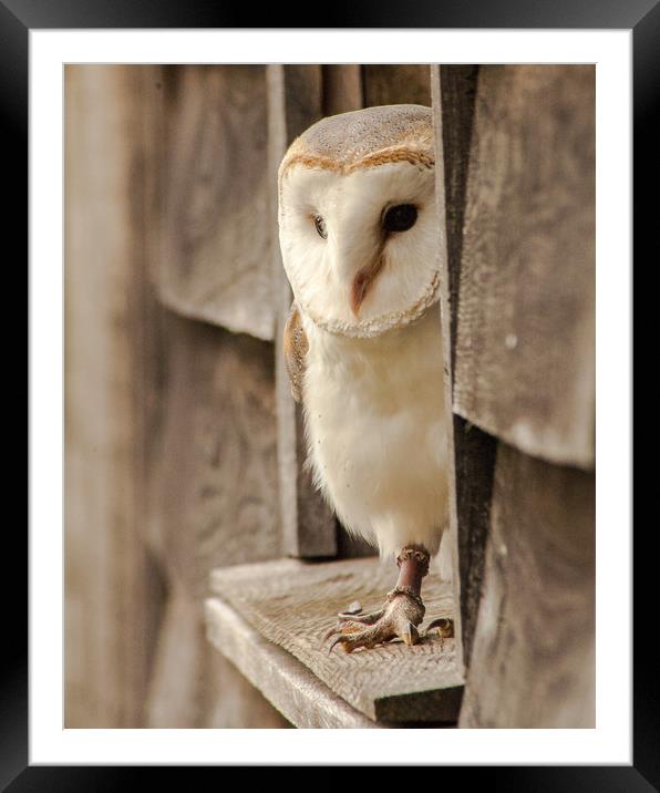 Barn Owl At Home Framed Mounted Print by Ian Homewood