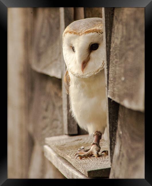 Barn Owl At Home Framed Print by Ian Homewood