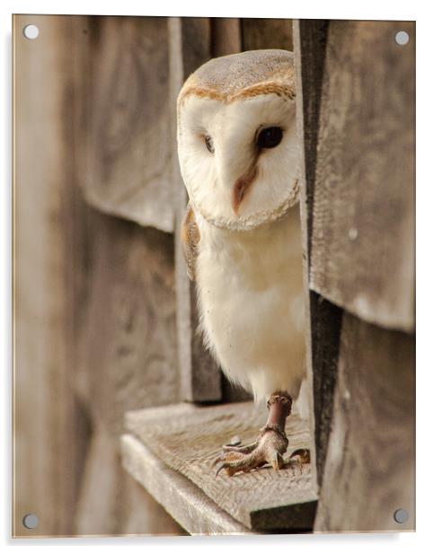 Barn Owl At Home Acrylic by Ian Homewood