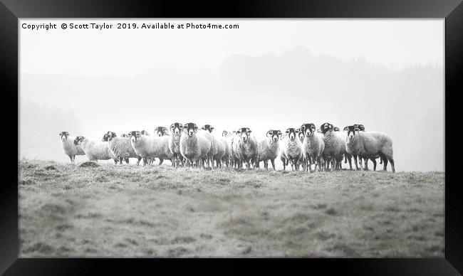 Field reception commitee Framed Print by Scott Taylor