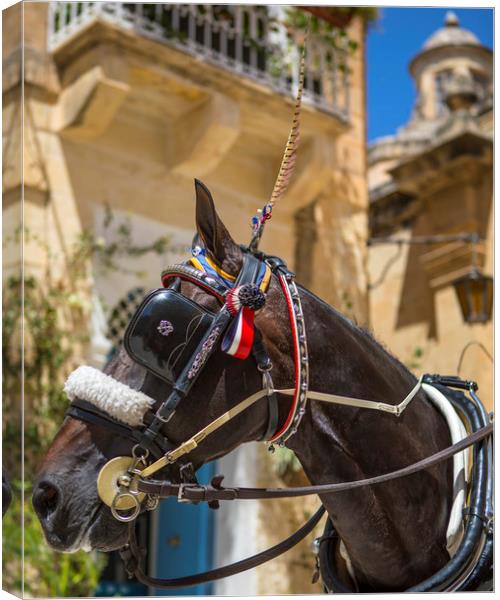Horse and Carriage Ride in Mdina Canvas Print by Chris Dorney