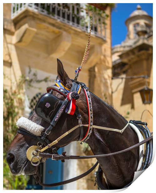 Horse and Carriage Ride in Mdina Print by Chris Dorney