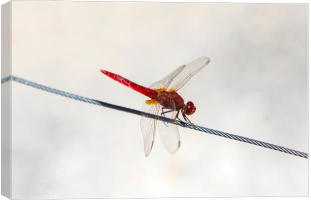 Red Dragonfly Canvas Print by Chris Dorney