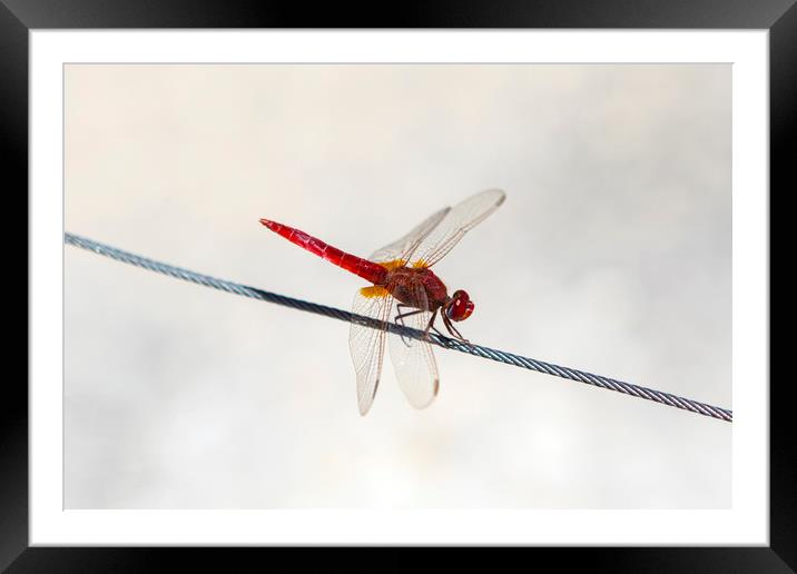 Red Dragonfly Framed Mounted Print by Chris Dorney