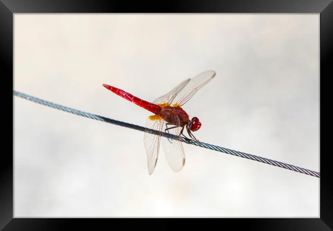 Red Dragonfly Framed Print by Chris Dorney